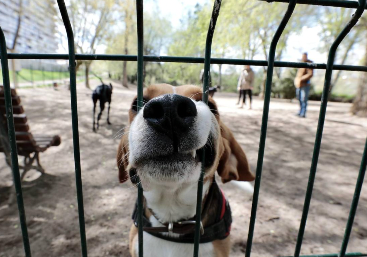 Imagen de archivo de un perro en un parque canino.