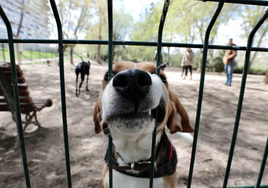 Imagen de archivo de un perro en un parque canino.