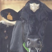 Le juzgan por matar a cuatro vacas con un apero con púas acoplado a su tractor