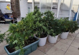 Plantas de marihuana intervenidas por la Guardia Civil.