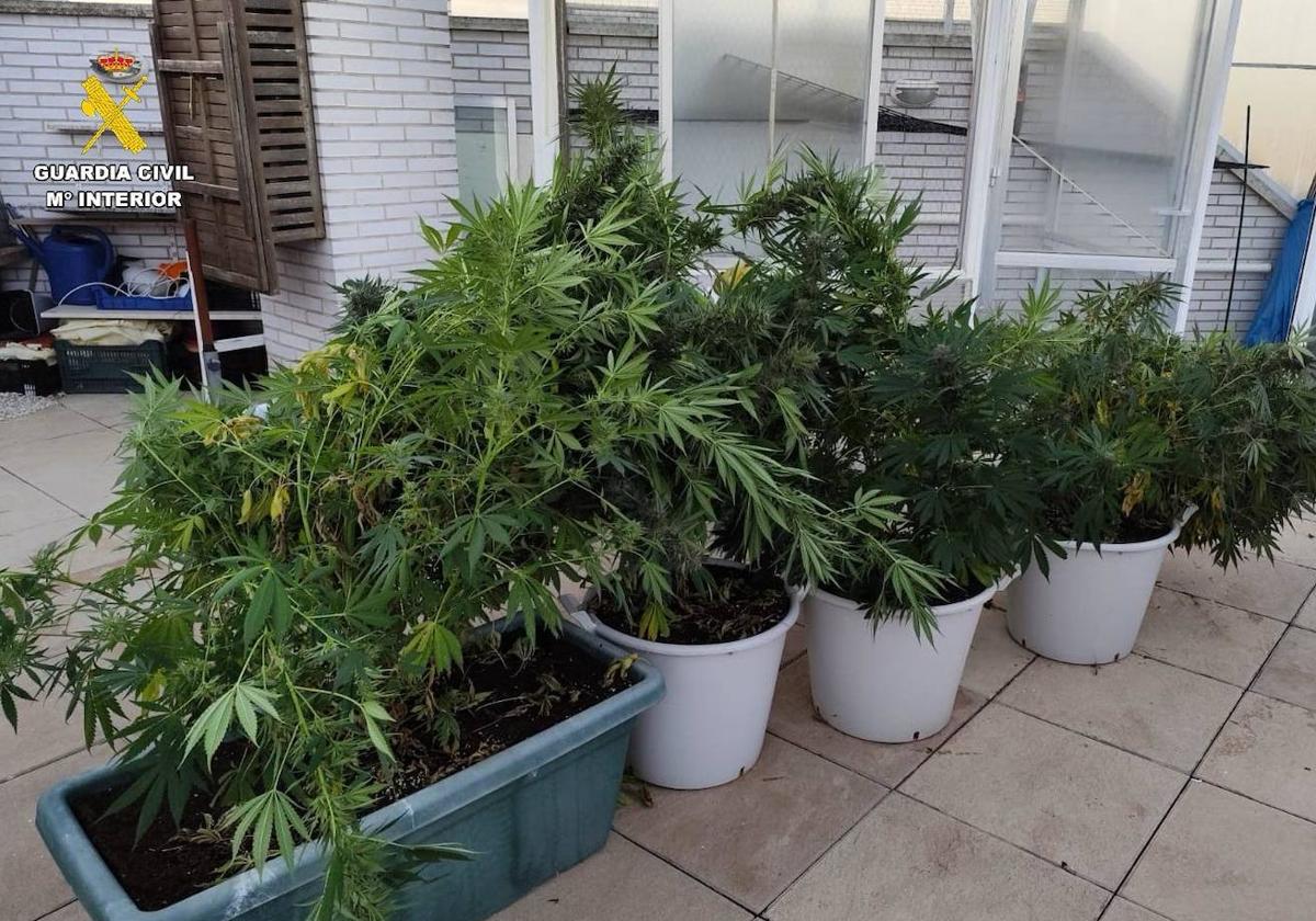 Plantas de marihuana intervenidas por la Guardia Civil.