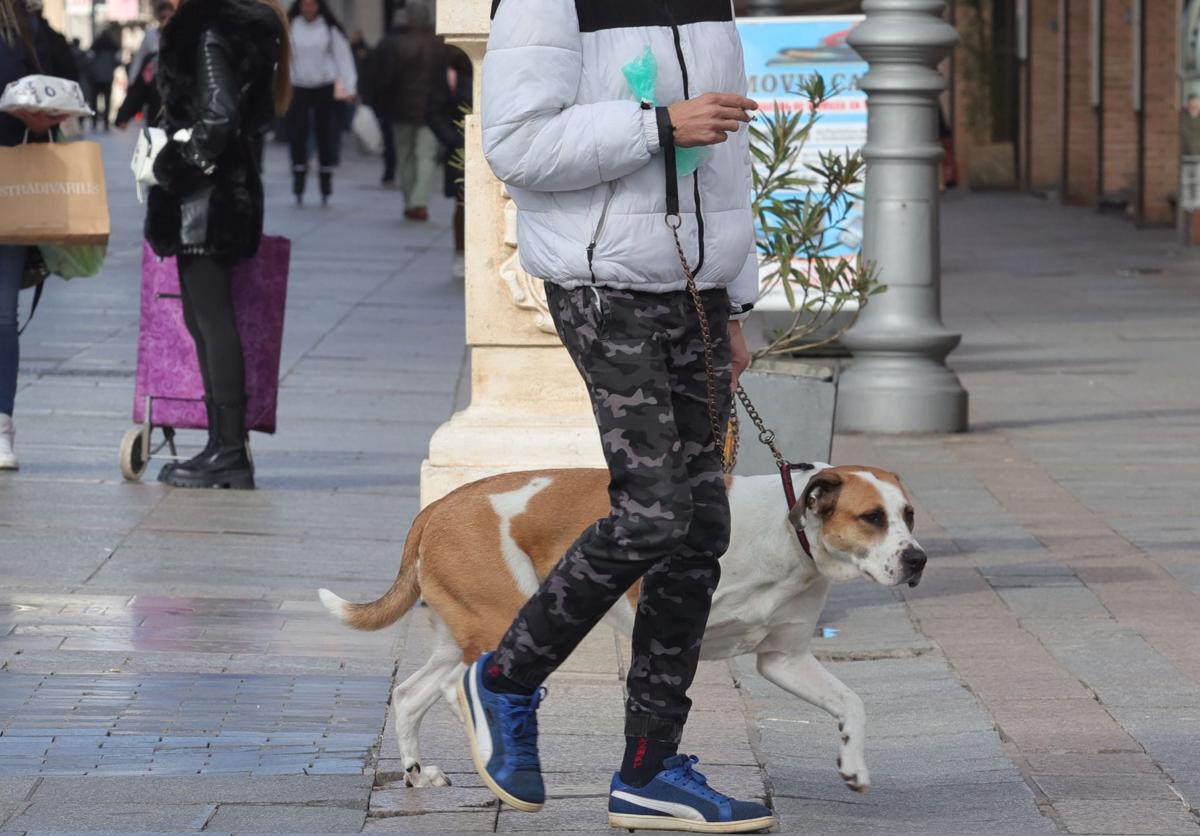 Una joven pasea a su perro por Palencia, sin soltar su correa.