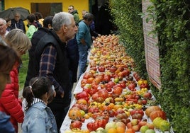 Exposición de variedades tradicionales de tomate.