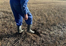 Un agricultor comprueba la humedad de una tierra tras el agua caída en Ciudad Rodrigo este lunes, a la espera de poner iniciar las labores.