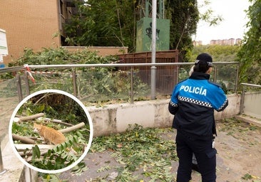 Denuncian el desamantelamiento de una colonia felina durante unos trabajos de desbroce en Valladolid