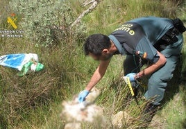 Un agente de la Guardia Civil localiza los restos de un perro fallecido.