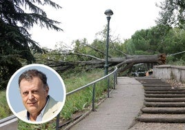 Un árbol corta el paso en el parque Patricia en el paseo Juan Carlos I. En detalle, Manuel Mora, delegado territorial de la Aemet en Castilla y León.