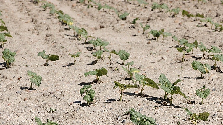 El tiempo complica la recogida de 4 millones de kilos de alubias en León