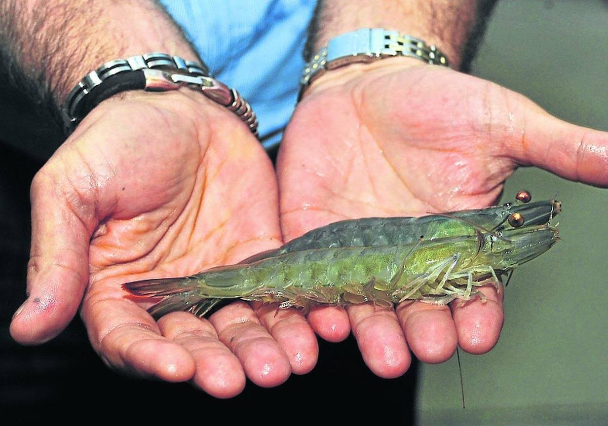 Langostinos criados en Medina del Campo, en una imagen de archivo.