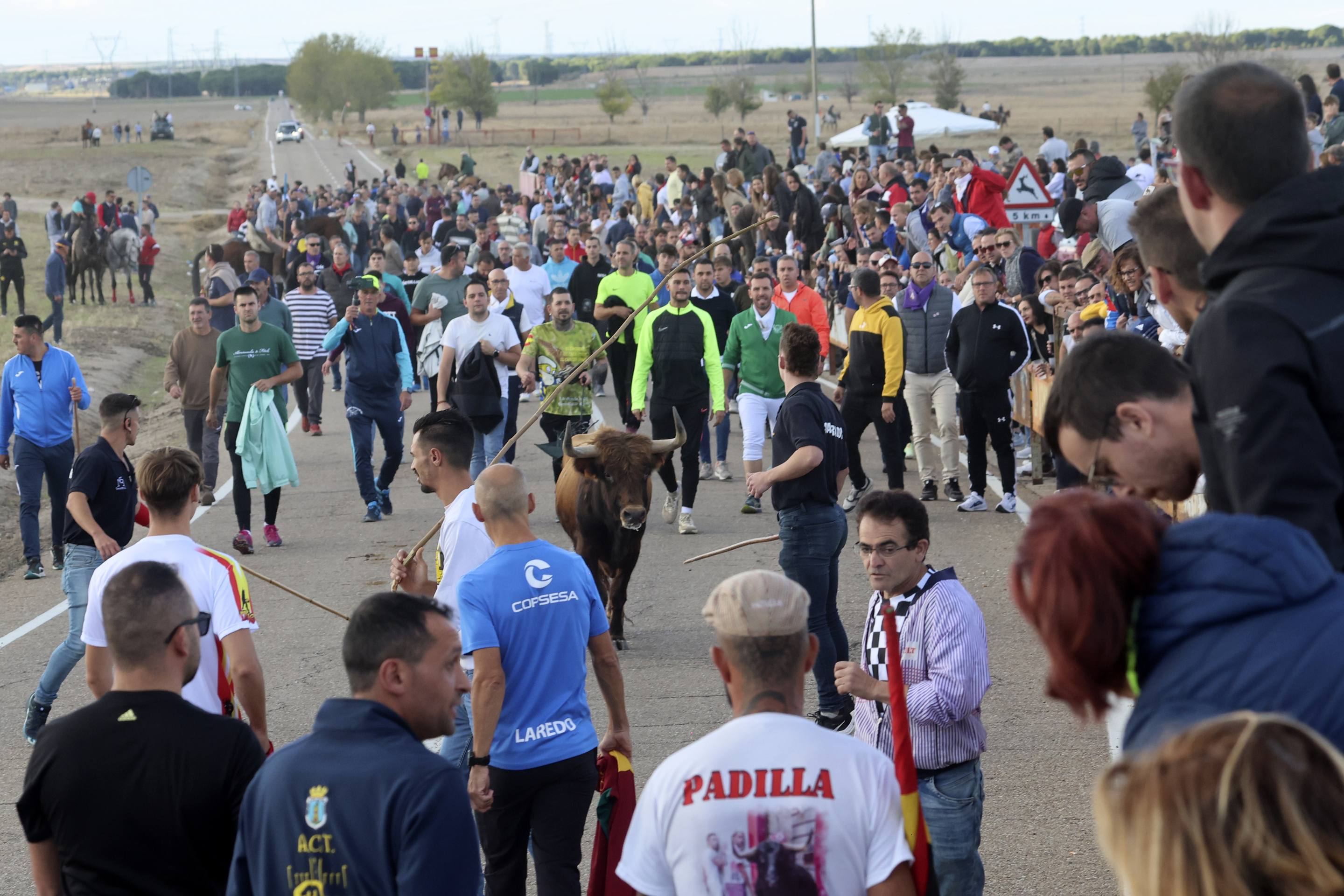 El último encierro en Olmedo, en imágenes