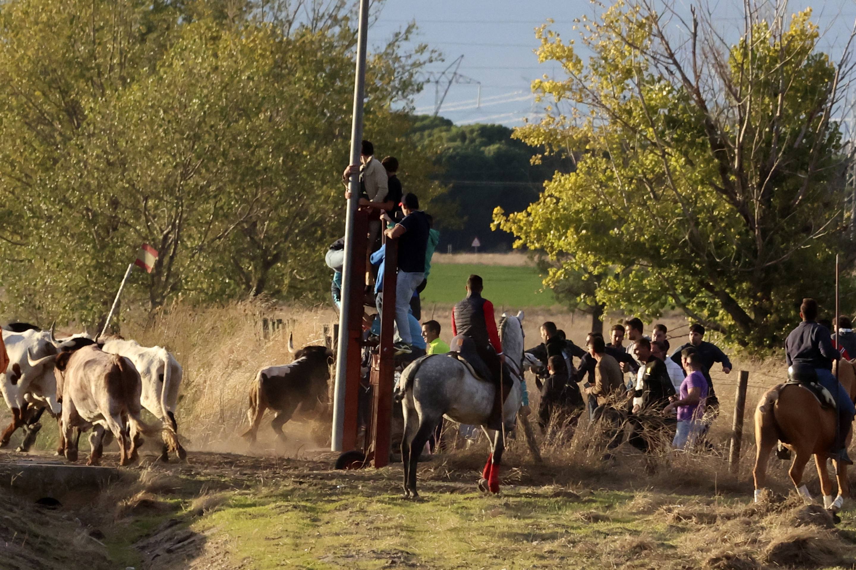 El último encierro en Olmedo, en imágenes