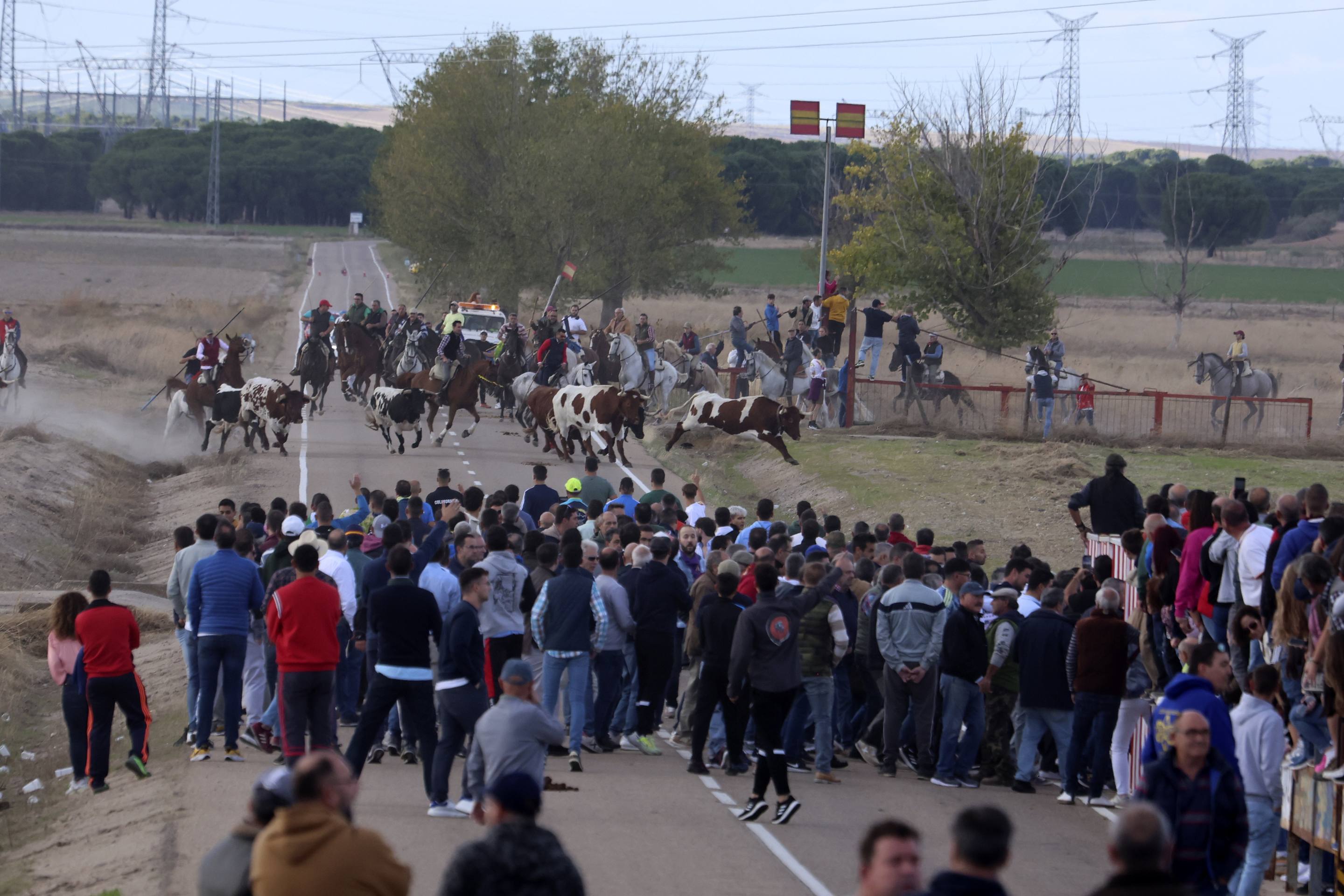 El último encierro en Olmedo, en imágenes