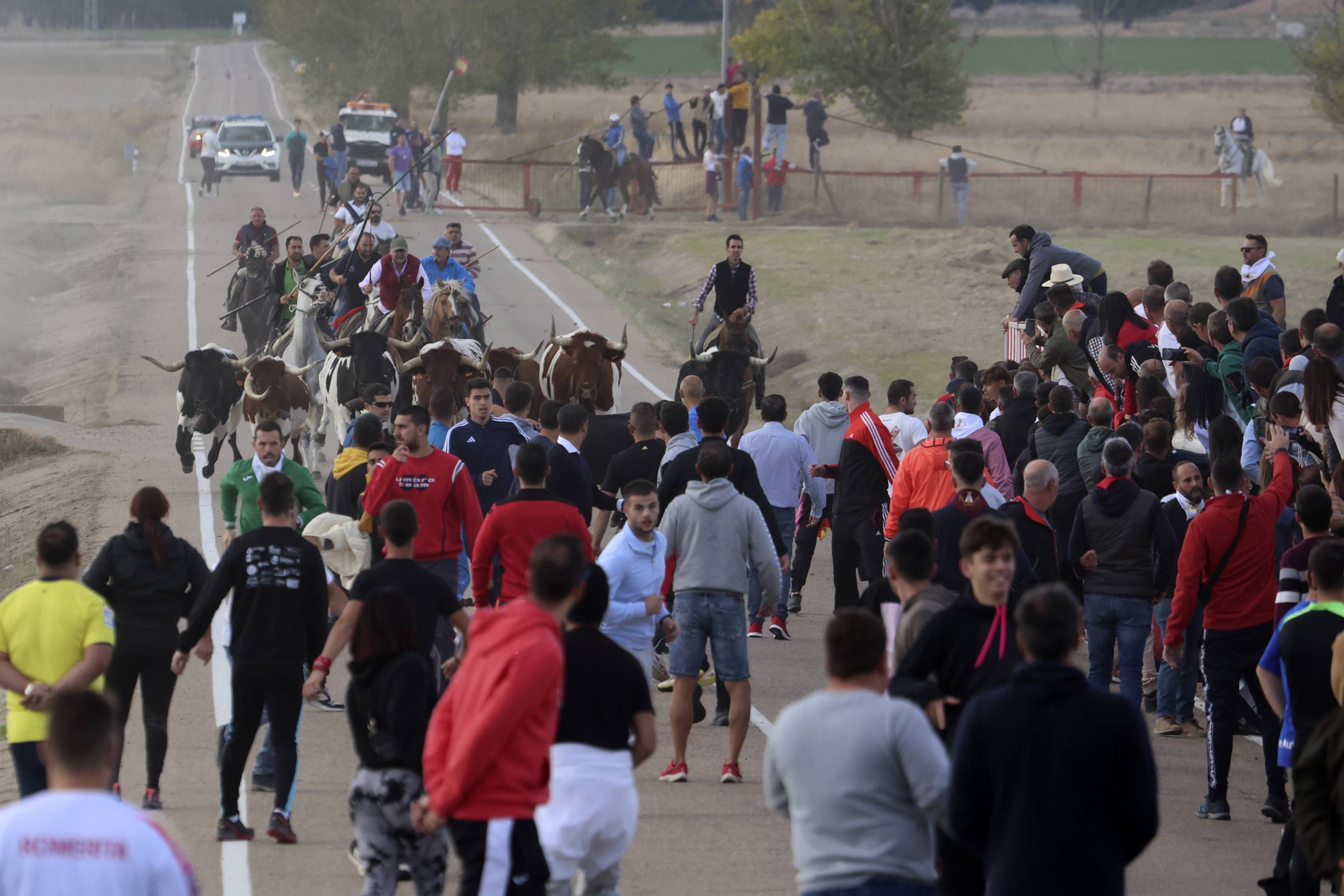 El último encierro en Olmedo, en imágenes
