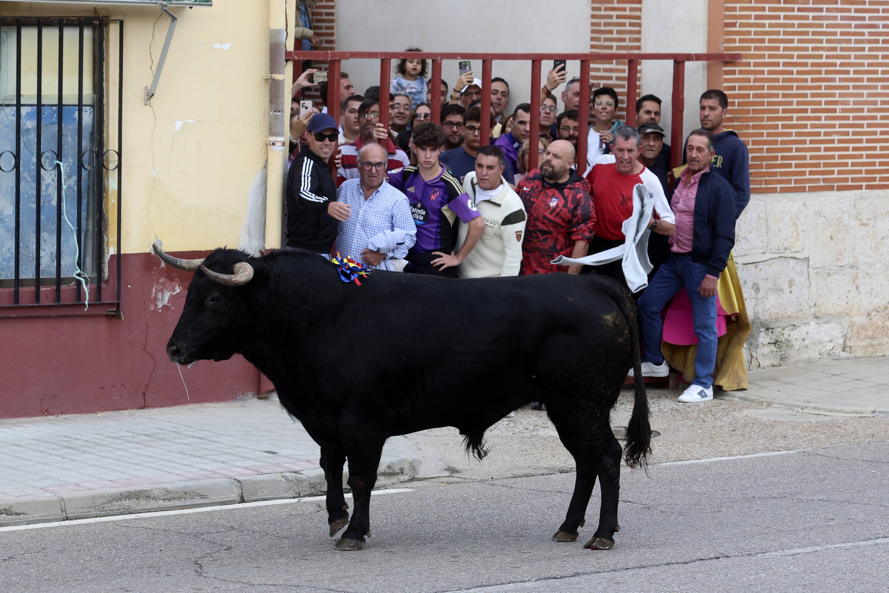 El Toro de la Vendimia de Rueda, en imágenes