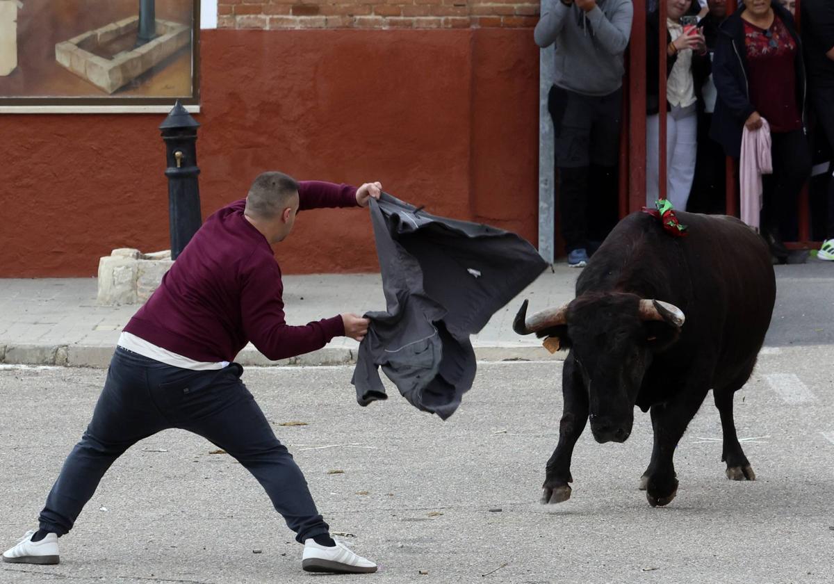 El Toro de la Vendimia de Rueda, en imágenes