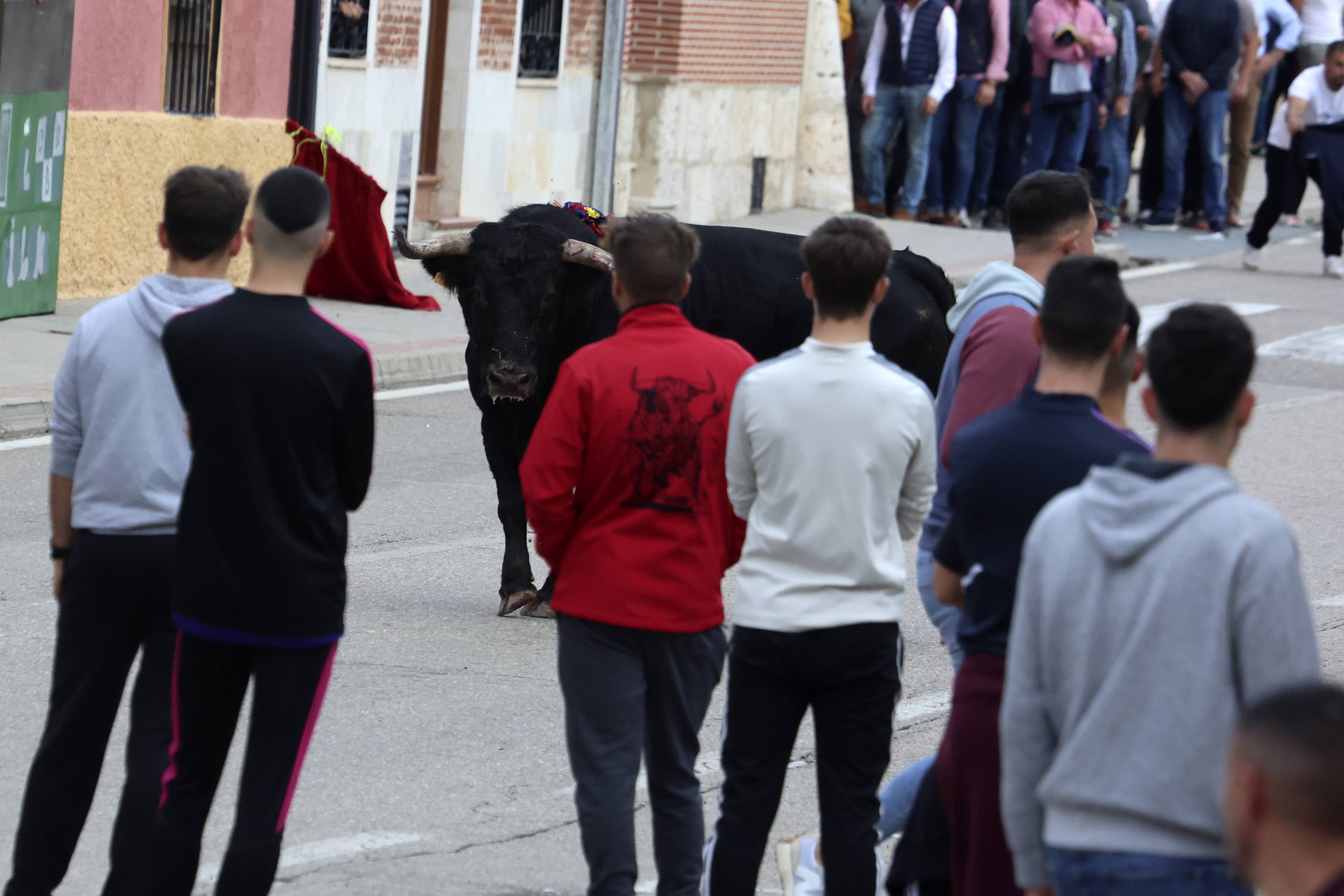 El Toro de la Vendimia de Rueda, en imágenes