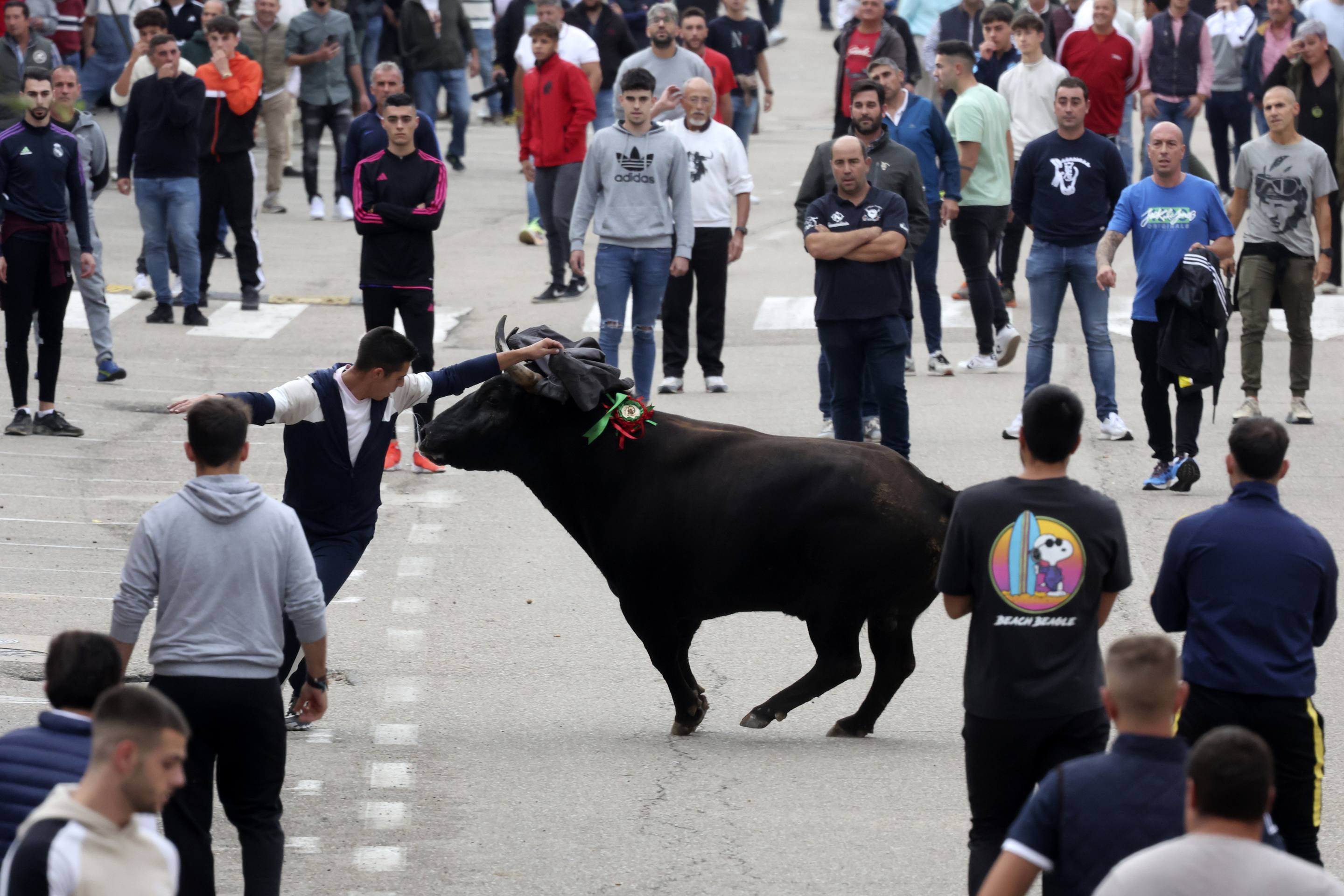 El Toro de la Vendimia de Rueda, en imágenes