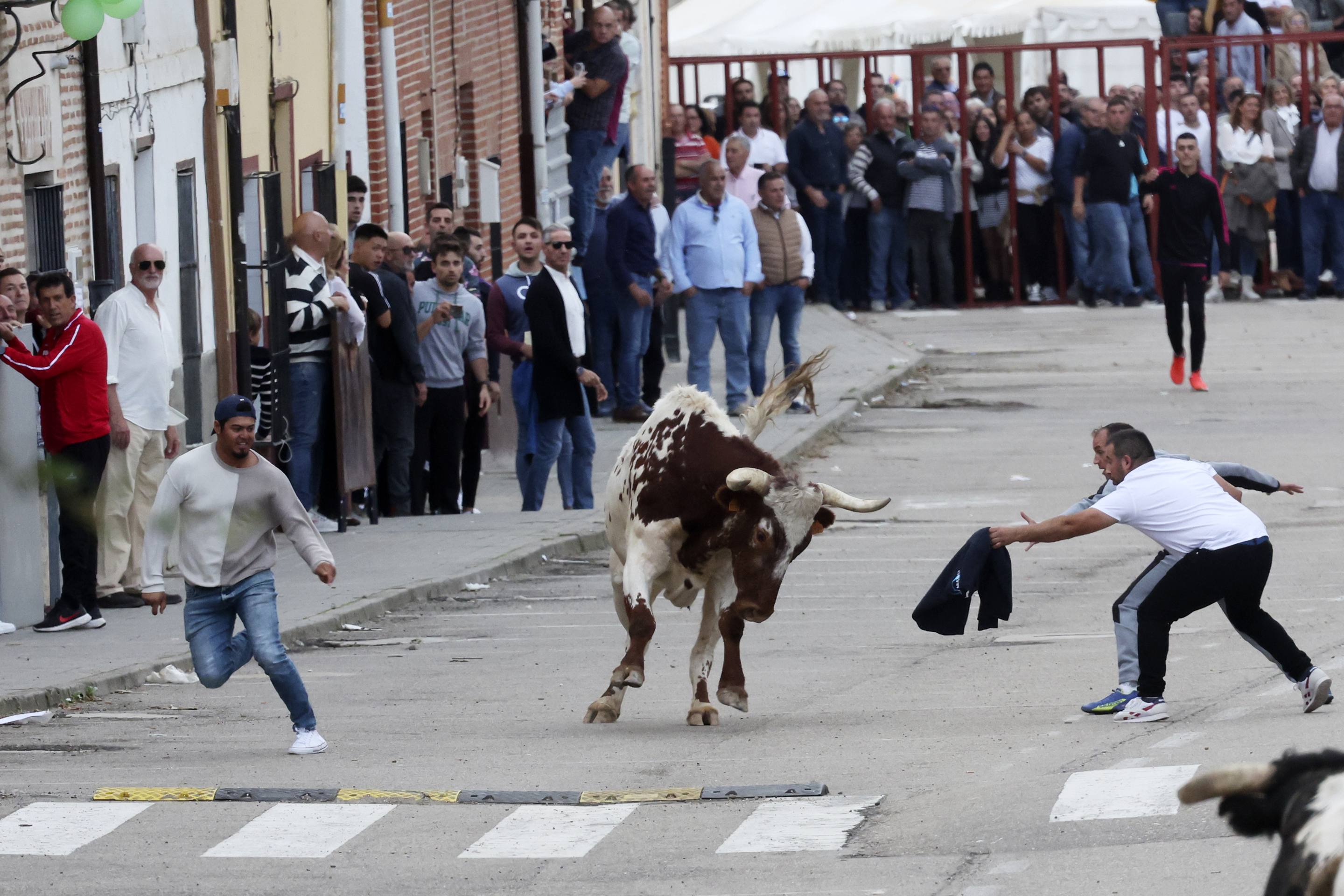 El Toro de la Vendimia de Rueda, en imágenes