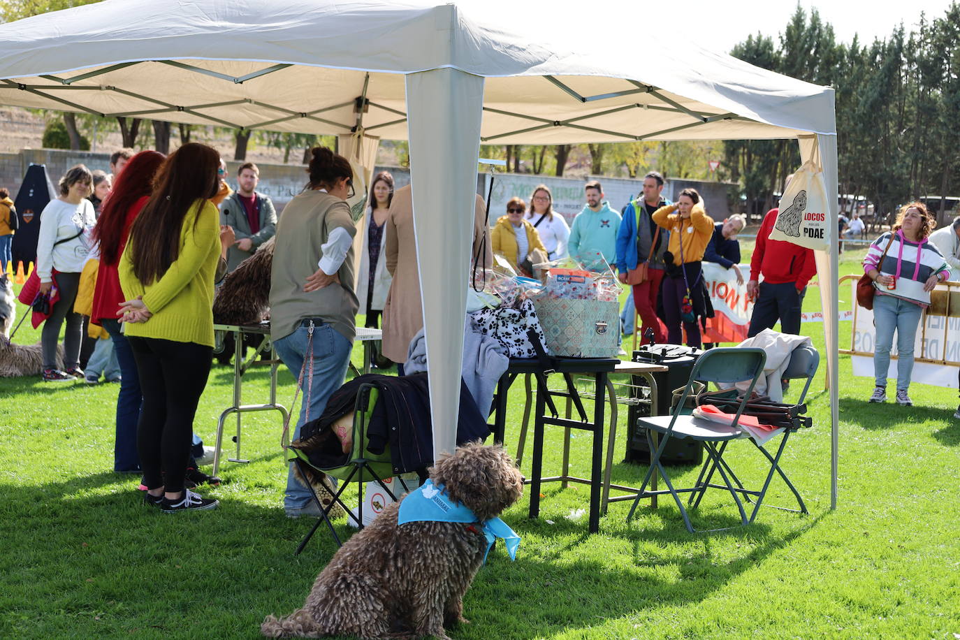 Concurso de mastines y perros de agua en Monzón