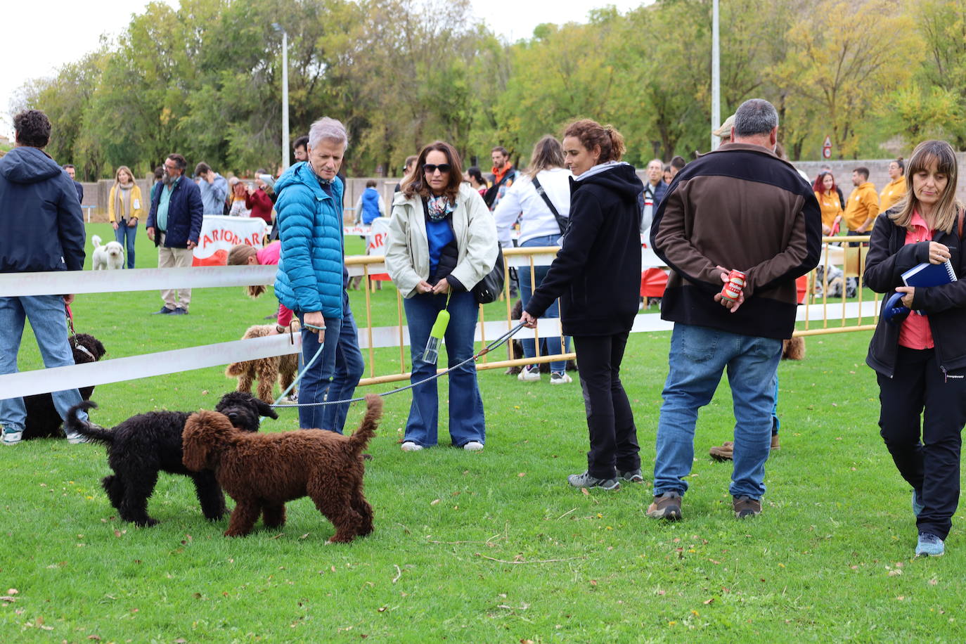 Concurso de mastines y perros de agua en Monzón