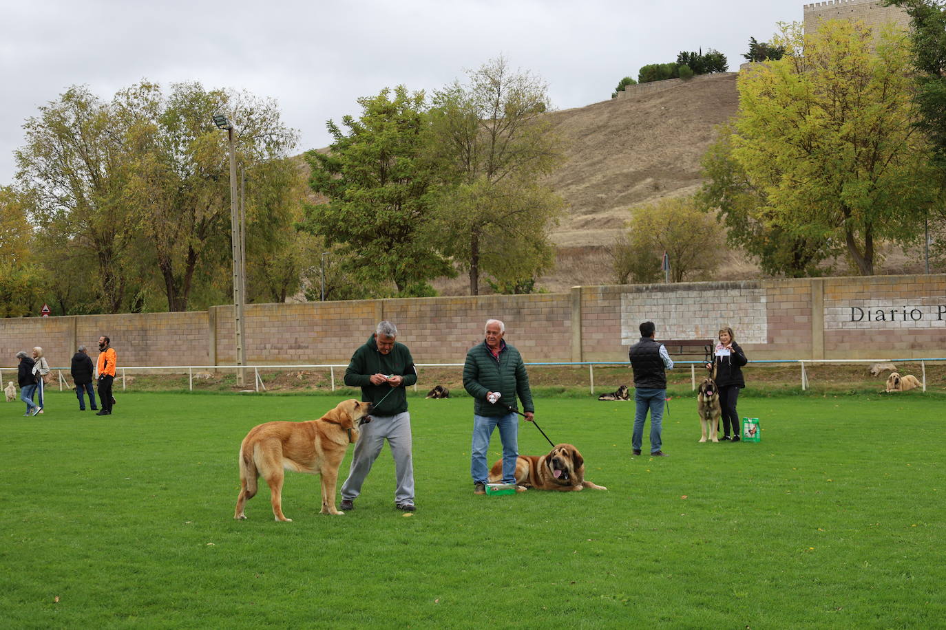 Concurso de mastines y perros de agua en Monzón