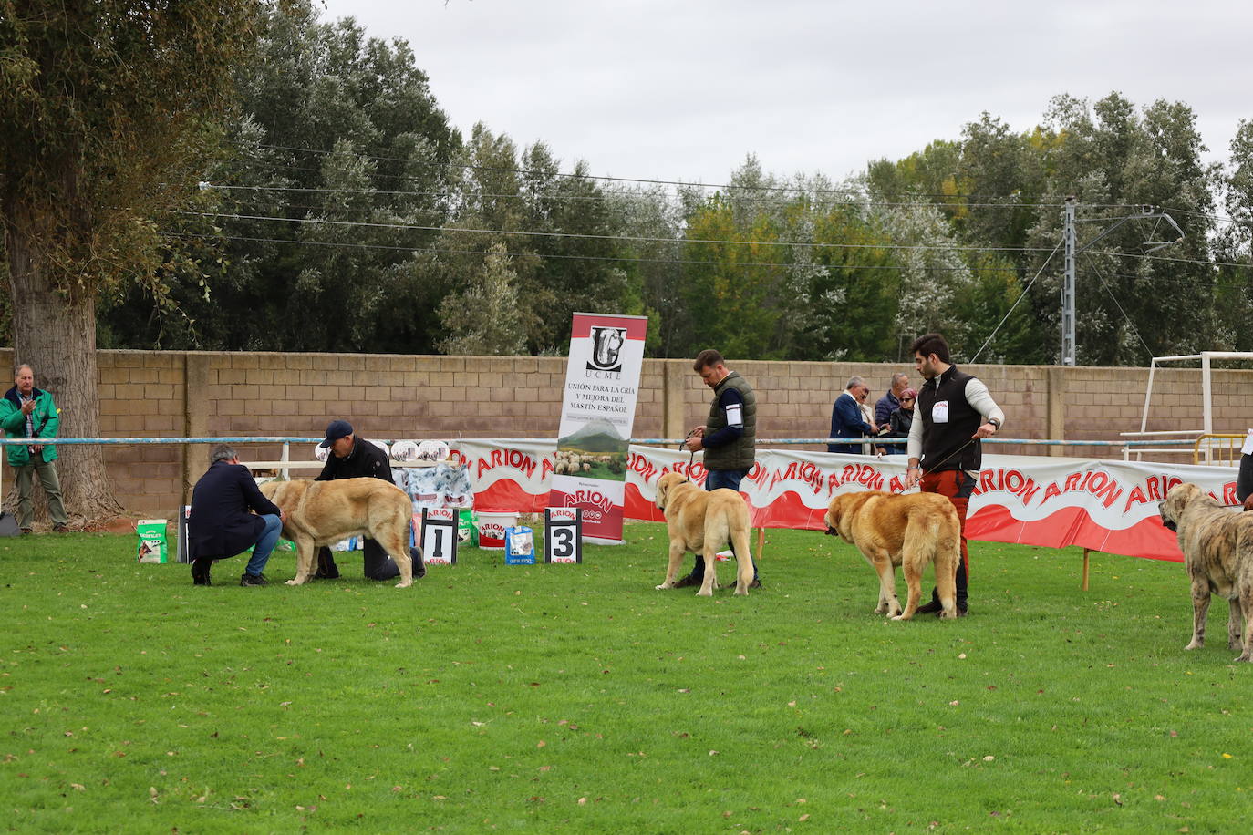 Concurso de mastines y perros de agua en Monzón