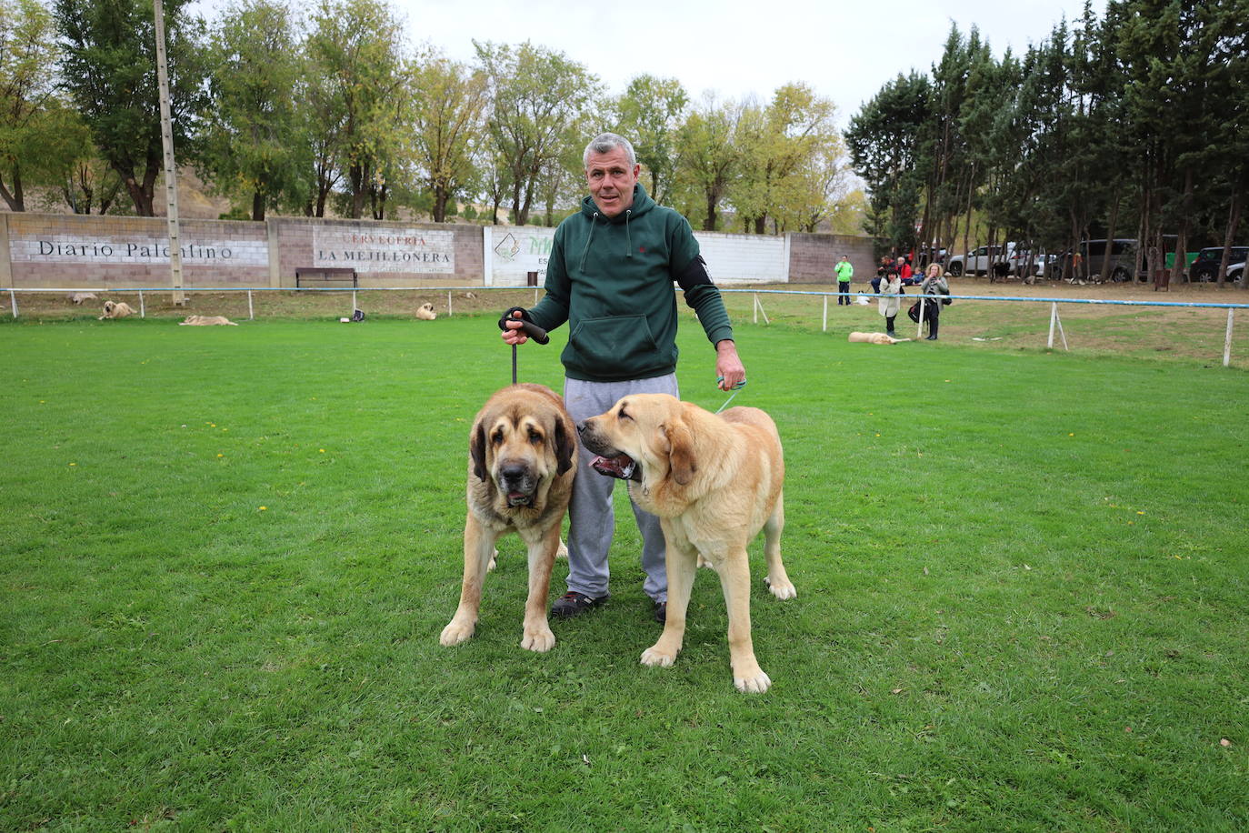 Concurso de mastines y perros de agua en Monzón