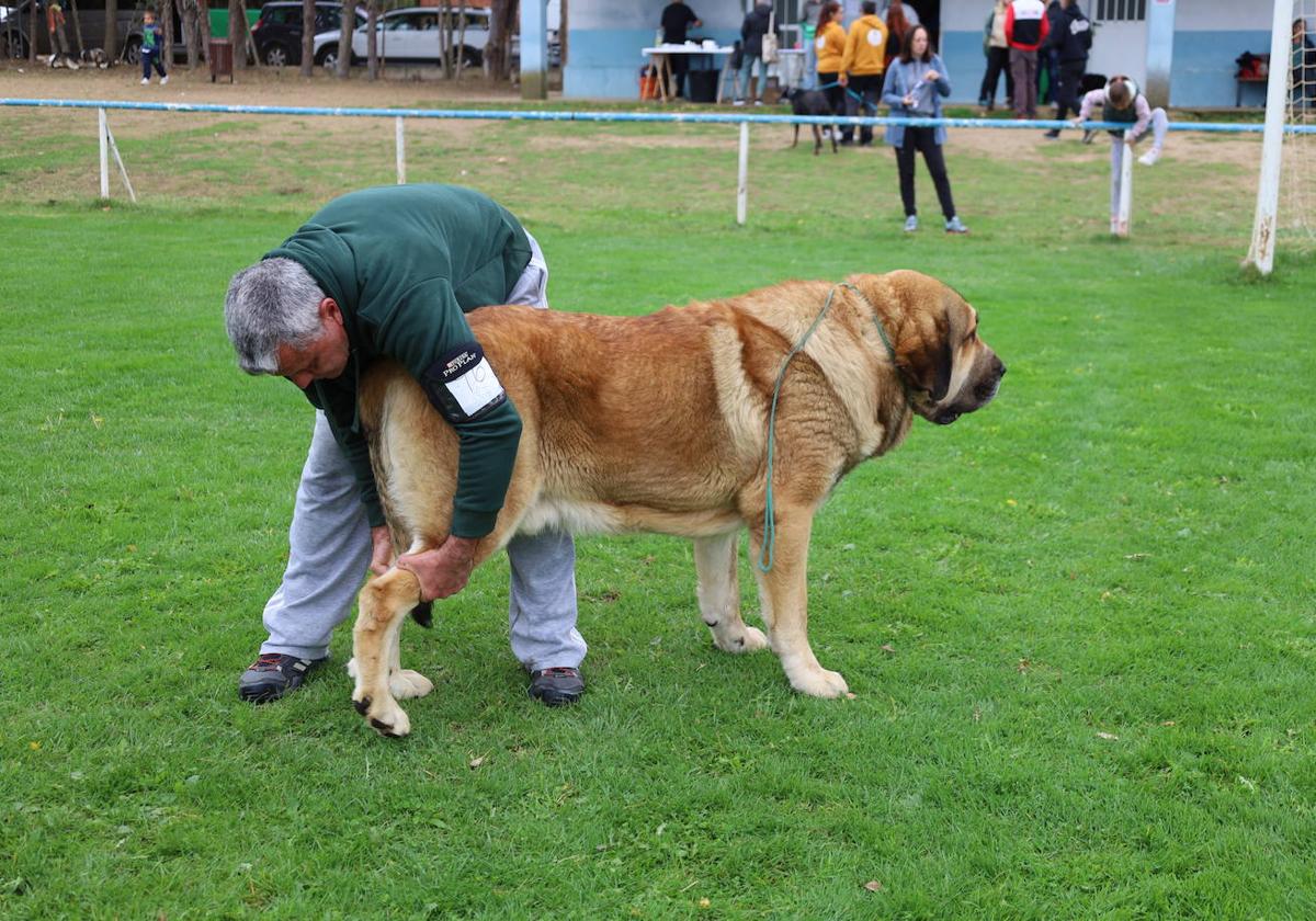 Concurso de mastines y perros de agua en Monzón