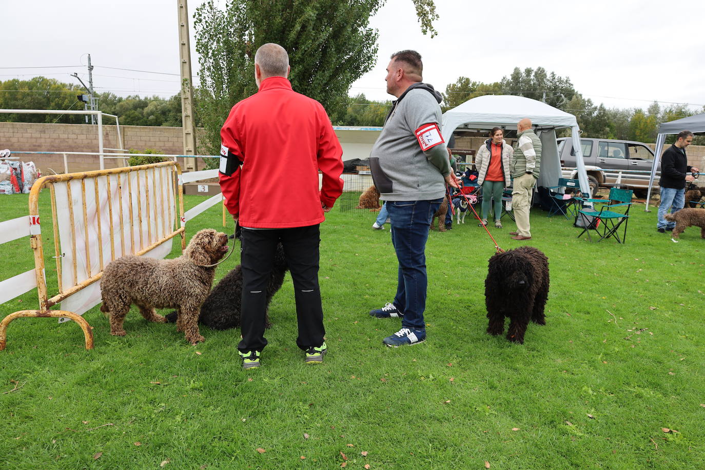 Concurso de mastines y perros de agua en Monzón