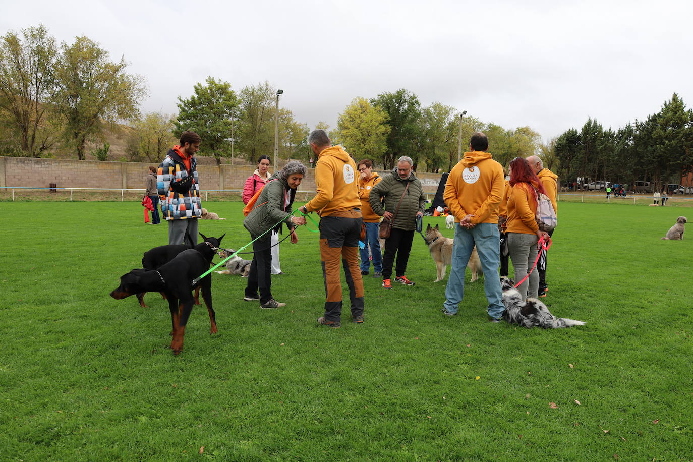 Concurso de mastines y perros de agua en Monzón