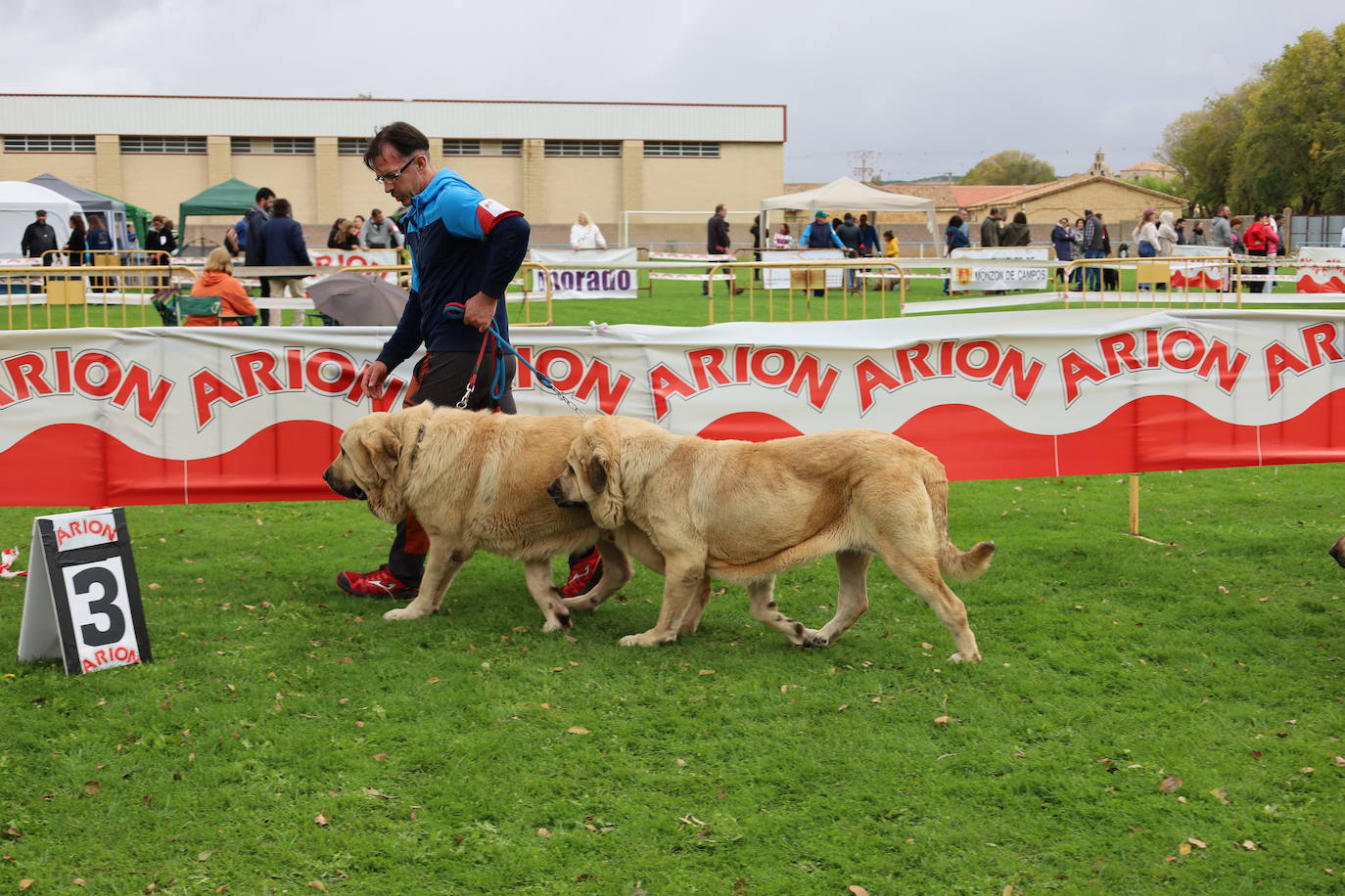 Concurso de mastines y perros de agua en Monzón