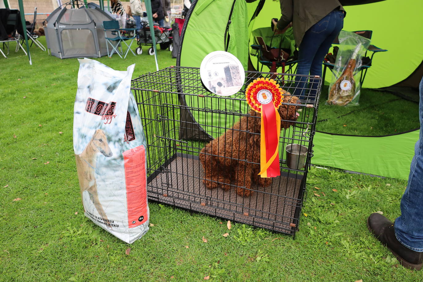 Concurso de mastines y perros de agua en Monzón