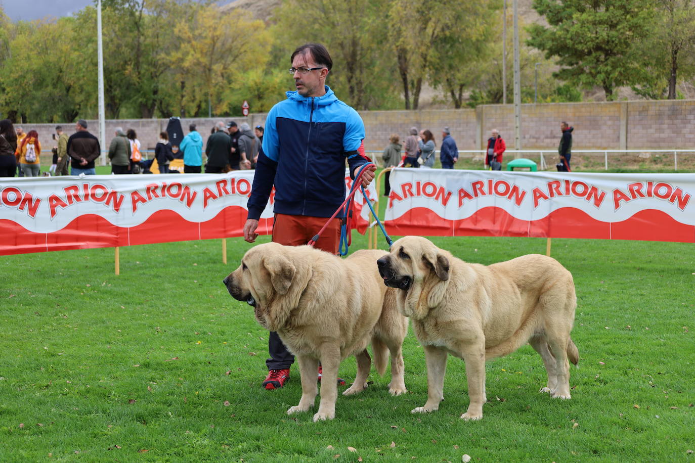 Concurso de mastines y perros de agua en Monzón