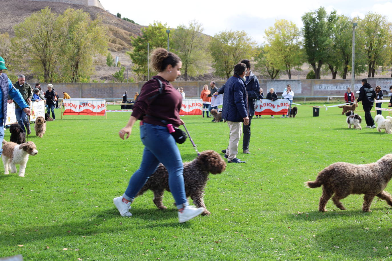 Concurso de mastines y perros de agua en Monzón