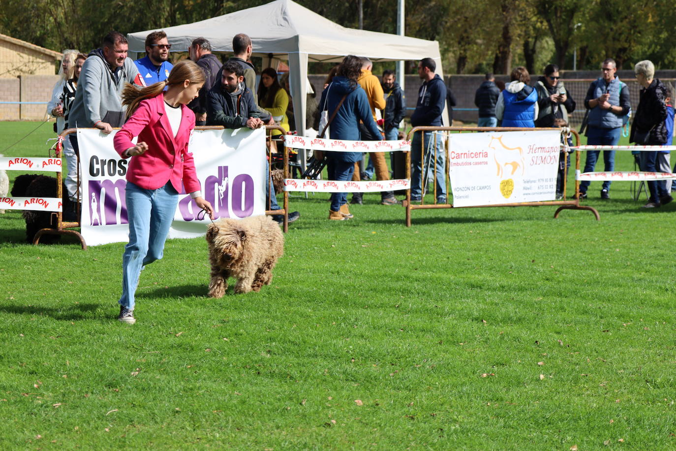 Concurso de mastines y perros de agua en Monzón