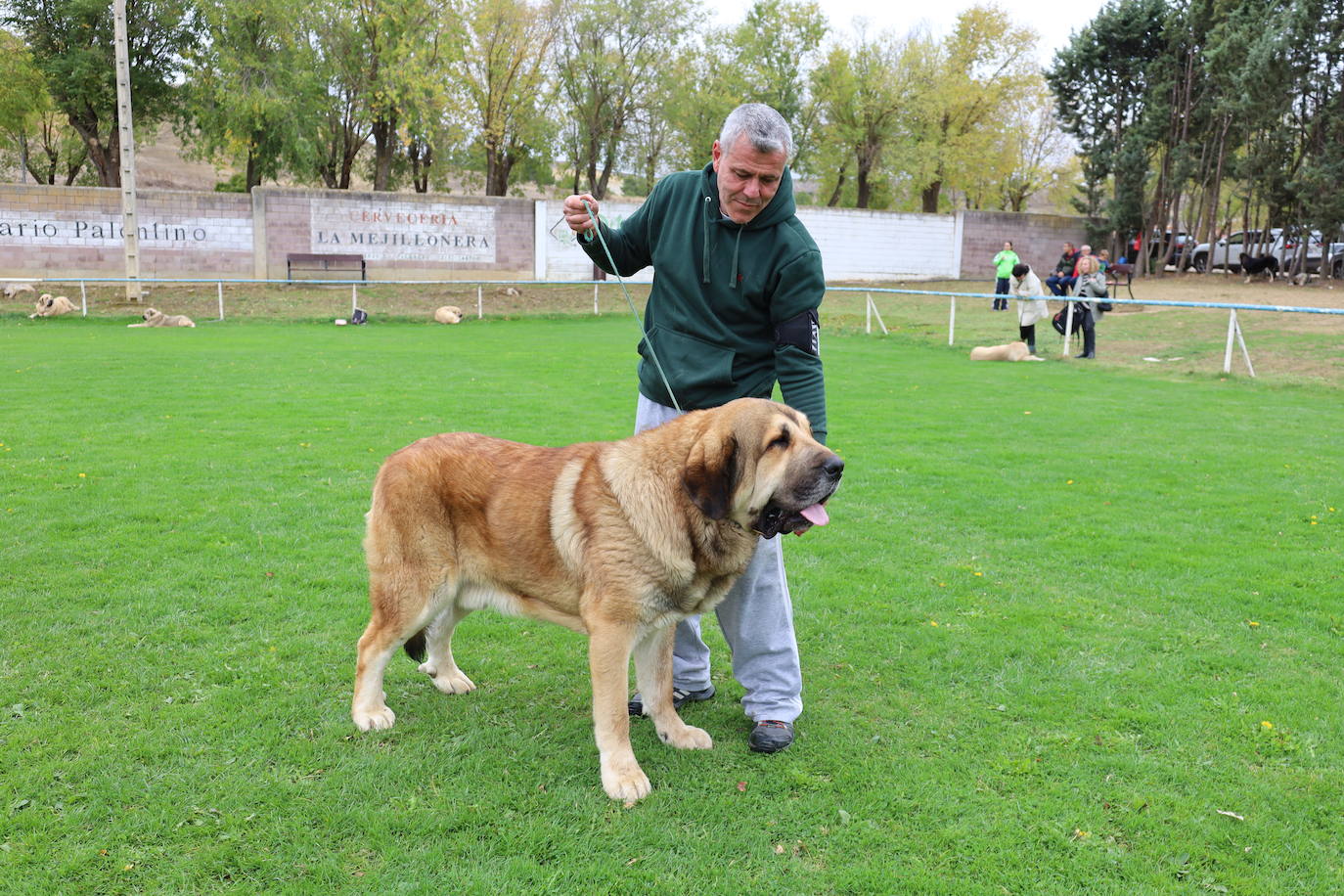 Concurso de mastines y perros de agua en Monzón