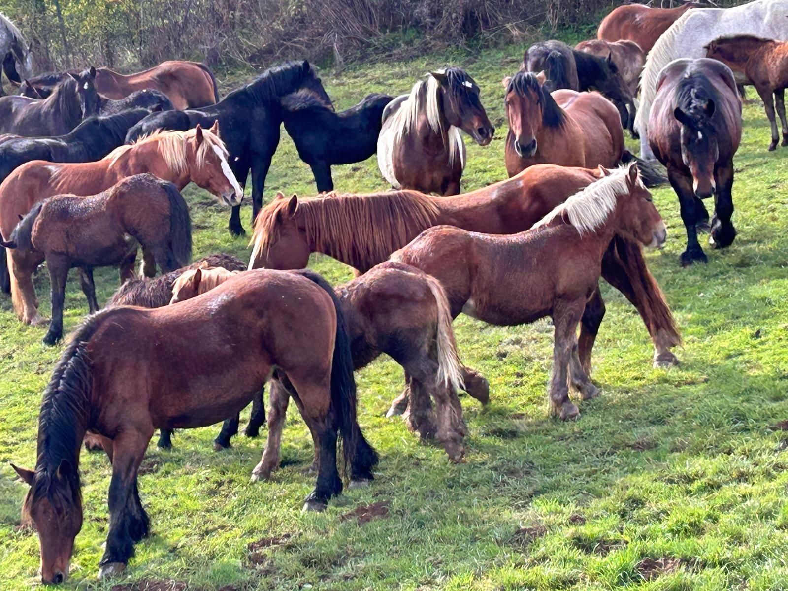 San Salvador de Cantamuda celebra la Feria del Caballo