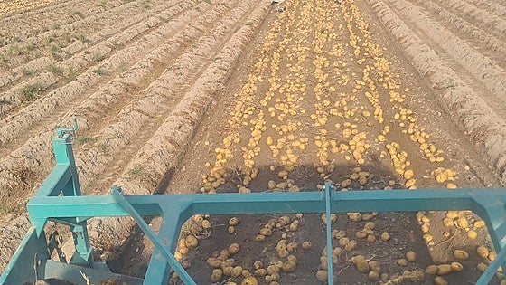 Mercadona comercializa 41.000 toneladas de patata de la región