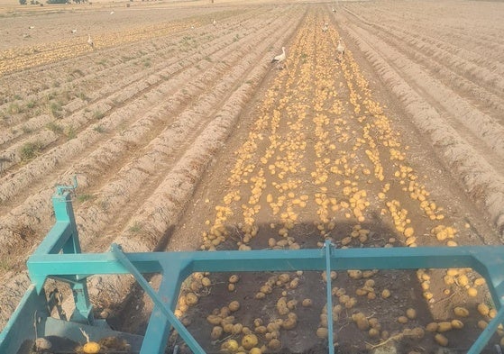 Arranque de patatas en la región, esta campaña.