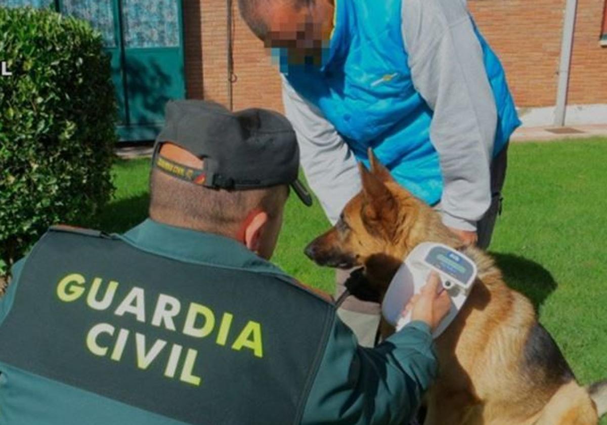 Un agente controla el microchip de un perro.