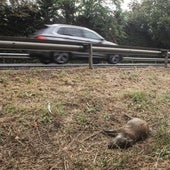 El 55% de los animales que provocan heridos en carretera son domésticos