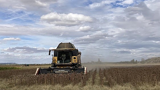 El cereal se estanca en Salamanca frente a la subida del girasol