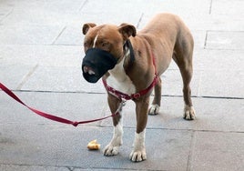 Un perro provisto de un bozal.