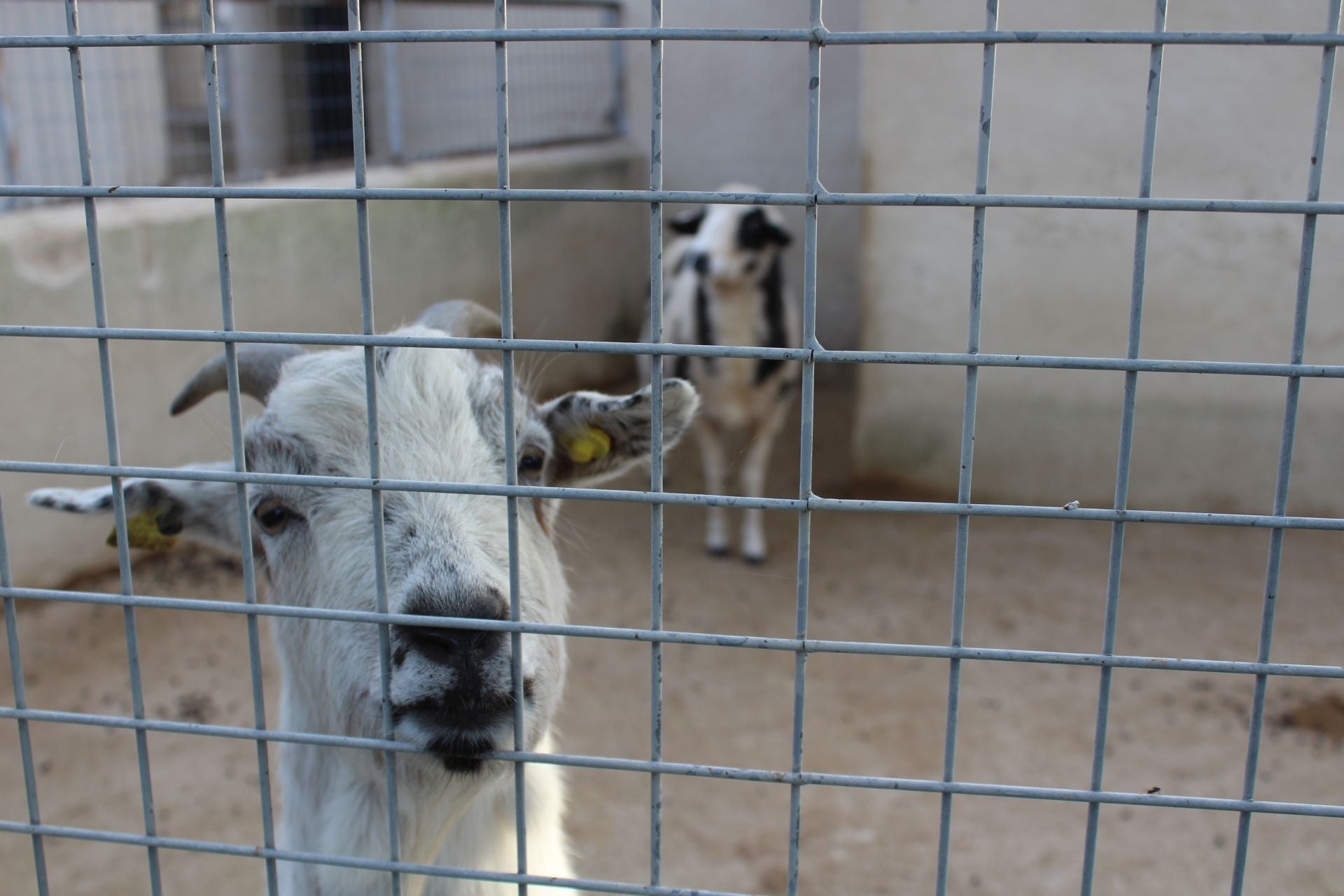 El Zoológico de Fresno el Viejo, en imágenes