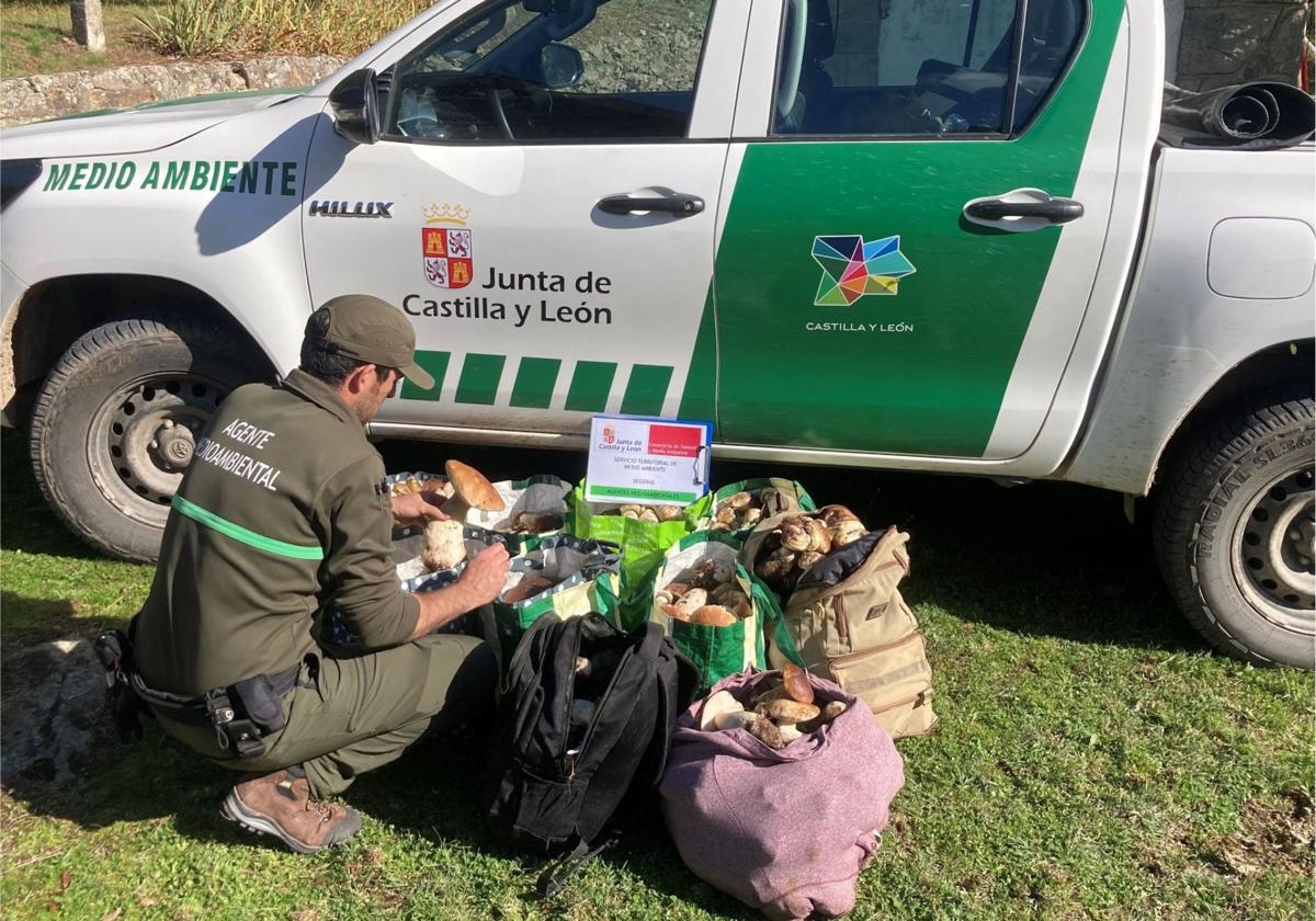 Algunos de los ejemplares de boletus decomisados en Segovia en lo que va de temporada.