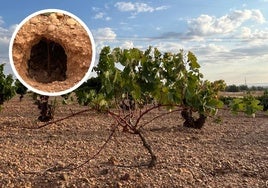 Viñedo afectado por la acción de los conejos en la DO Cigales.