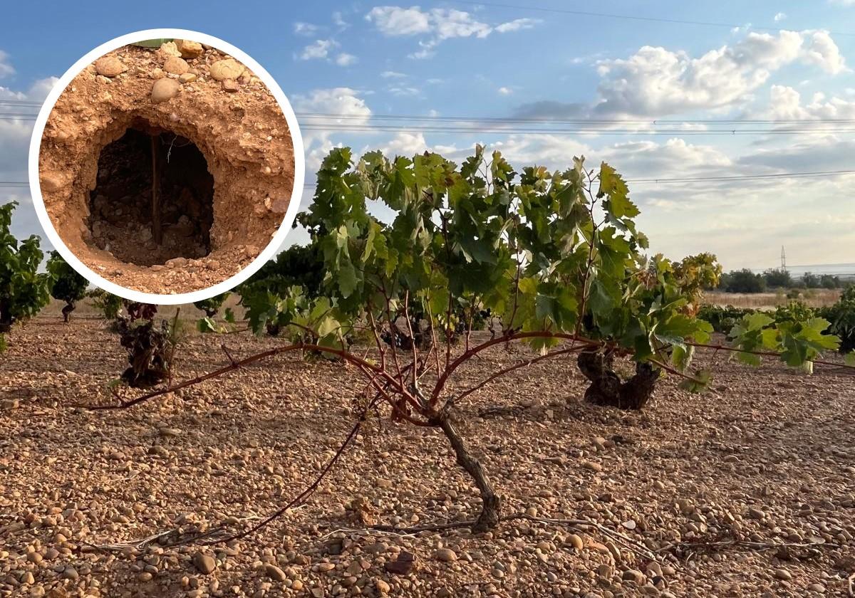 Los daños de los conejos en la DO Cigales merman la cosecha en un millón de kilos de uva, según Asaja