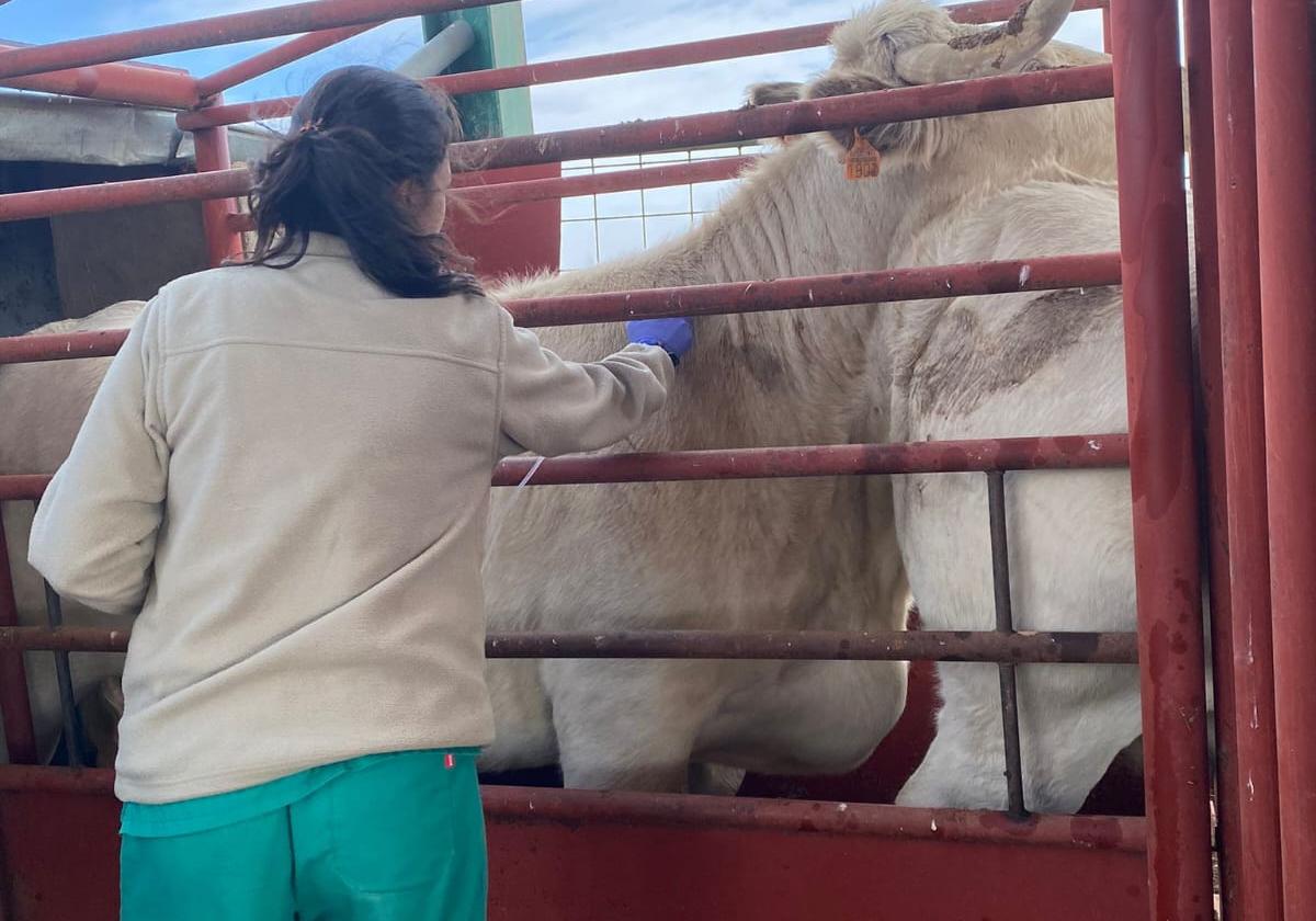 Una veterinaria realiza una prueba de saneamiento.