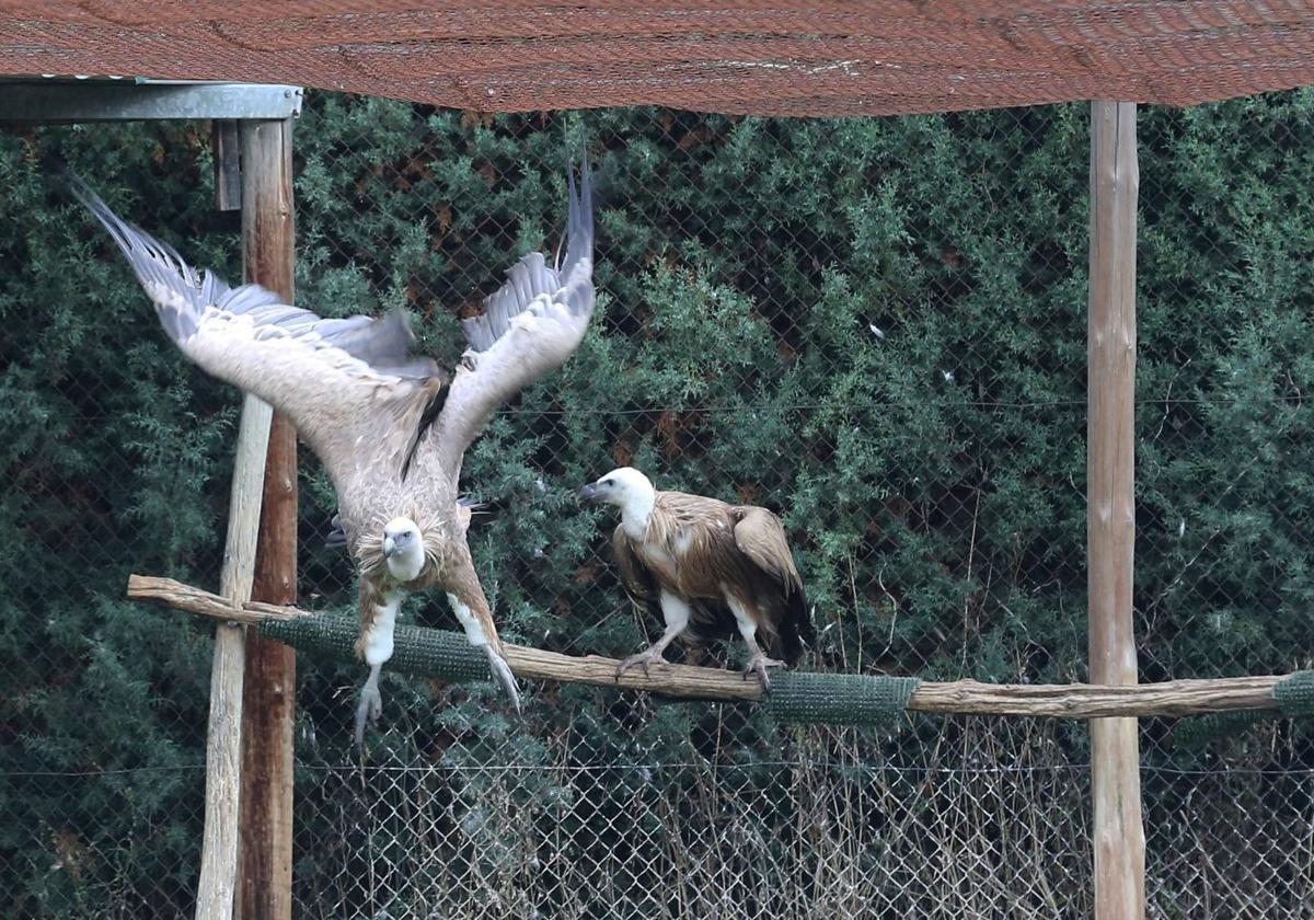 Crías de buitre leonado en los voladores del Centro de Recuperación de Animales Silvestres de Segovia.