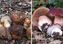 Boletus aereus y boletus pinophilus (o boletus pinícola), dos de las especies más buscadas, disponibles en Castilla y León. Aurelio García Blanco.